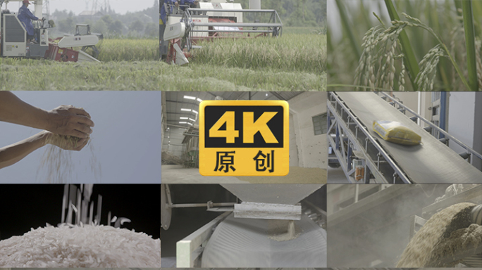 水稻米厂现代化农业加工流水线生产车间