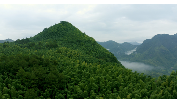 烟雾缭绕的山里，女孩在美丽的竹林里走动