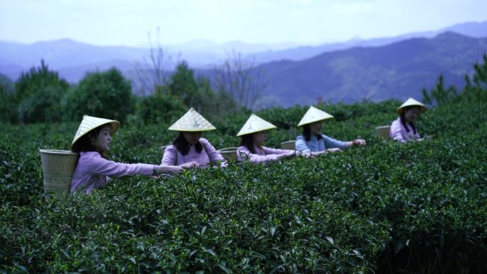 茶园采茶到晒茶（晾青）的过程