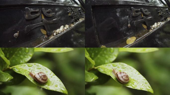 蜗牛、爬行、雨水、下雨、绿叶、雨景