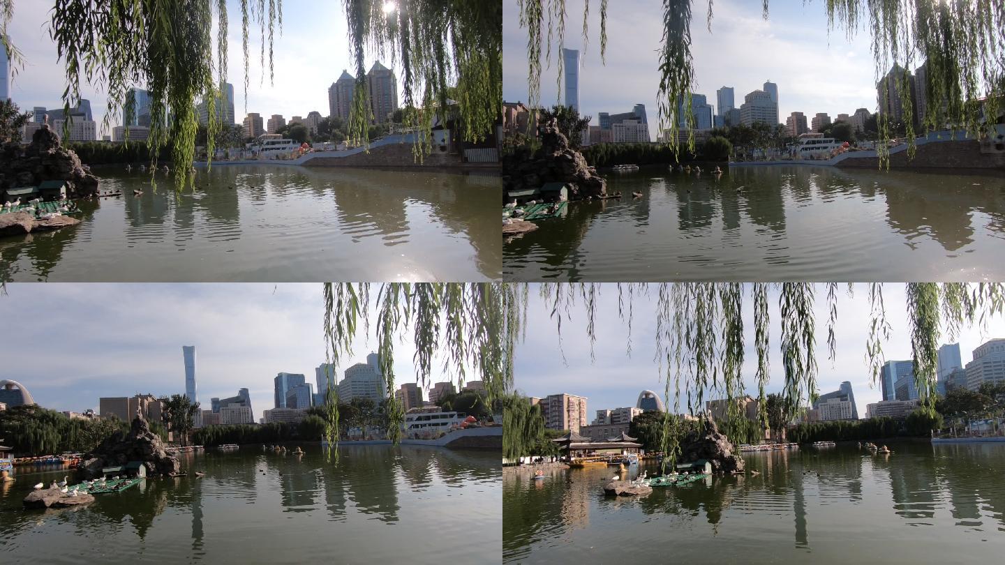 北京城市风光公园湖鸭子