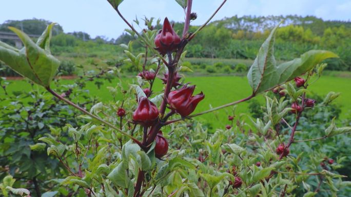 实拍农村地间套种植红桃K视频素材