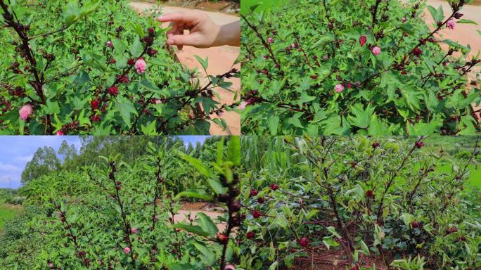 实拍农村地间套种植红桃K视频素材