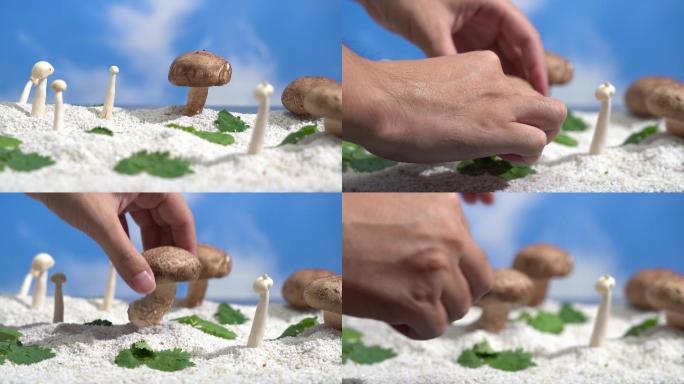 手摘一颗蘑菇，香菇 4K