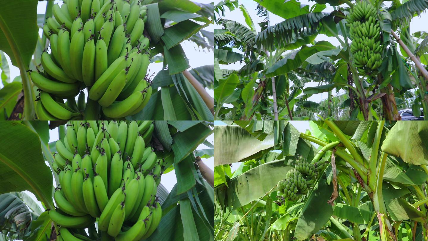 实拍农村农业基地种植水果香蕉芭蕉视频素材