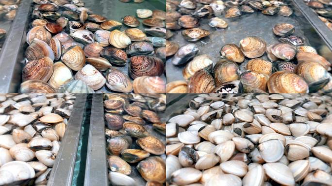 贵妃贝花蛤血蛤等各种海鲜水产贝壳实拍素材