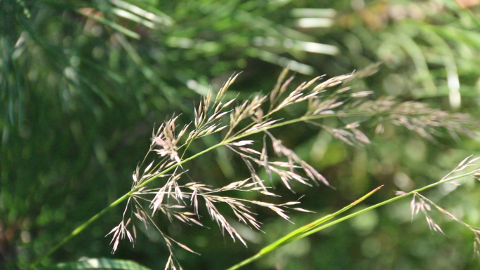 山间野花