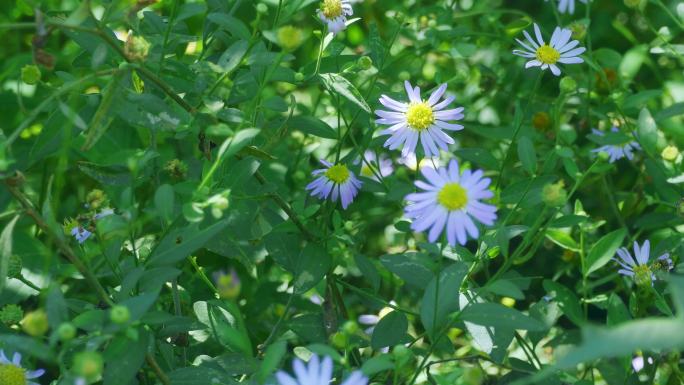 野菊花、马兰菊、路边野花