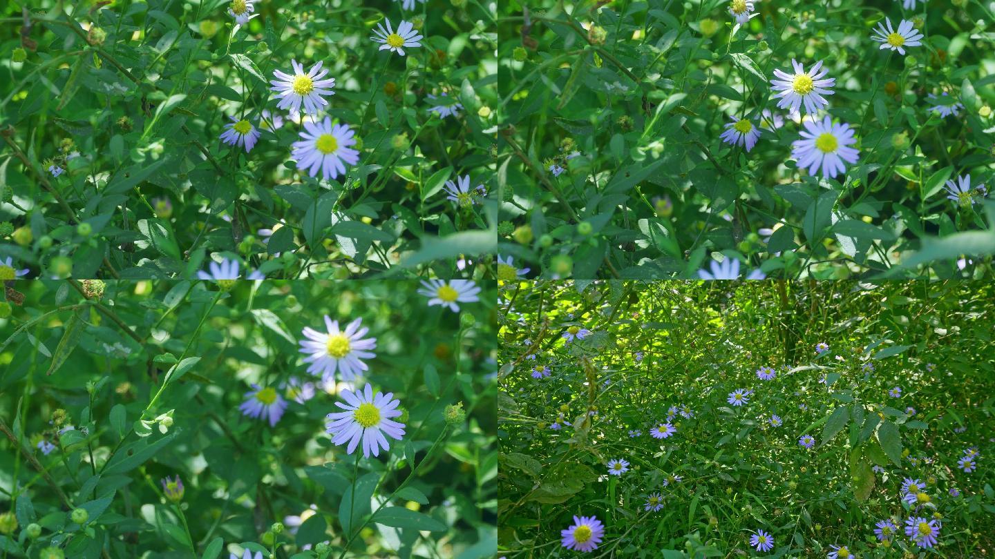 野菊花、马兰菊、路边野花