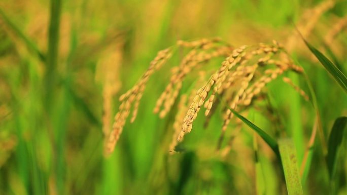 高清航拍千亩稻田喜获丰收现代化农机收割