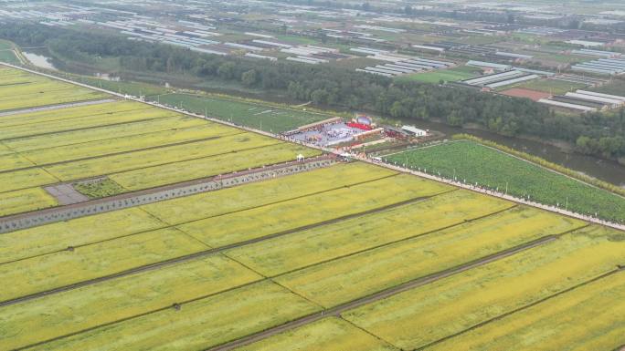 第四届中国农民丰收节·天津西青举行