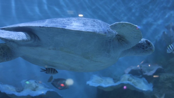 水族海底世界的海龟
