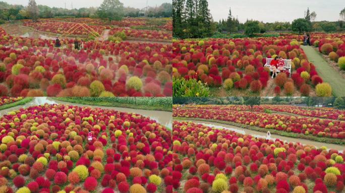 4k上海金山花开海上地肤草航拍