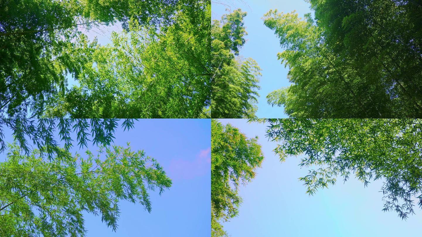 【4K】阳光竹林竹海、风吹竹叶