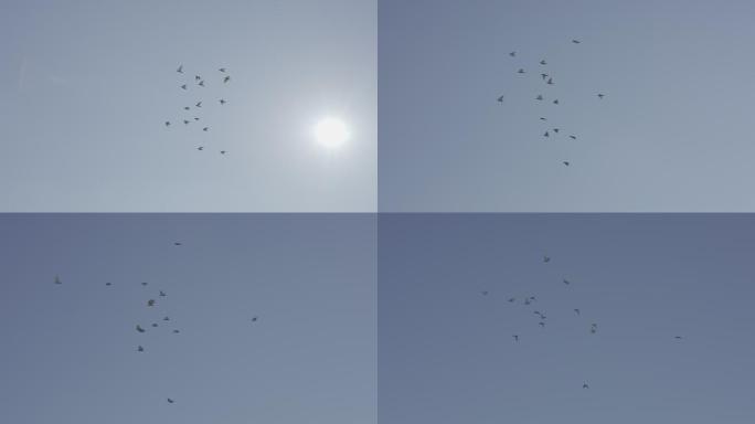 鸽子穿越太阳 镜头二（fx3原素材）