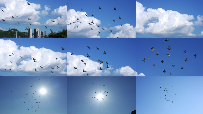 飞翔的鸽子蓝天翱翔