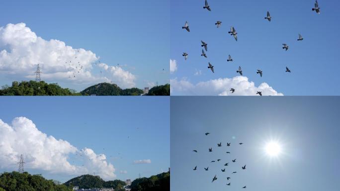 飞翔的鸽子蓝天翱翔