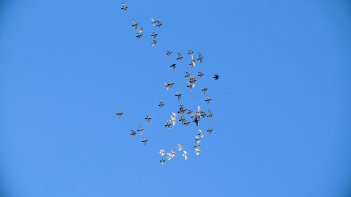 一群鸽子在天空翱翔升格素材