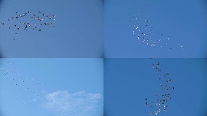 一群鸽子在天空翱翔升格素材