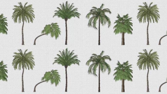 动态椰树