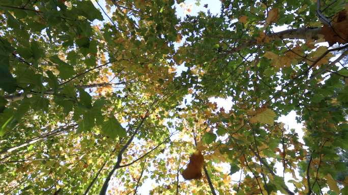 底视角秋天梧桐树叶从树上掉落慢动作