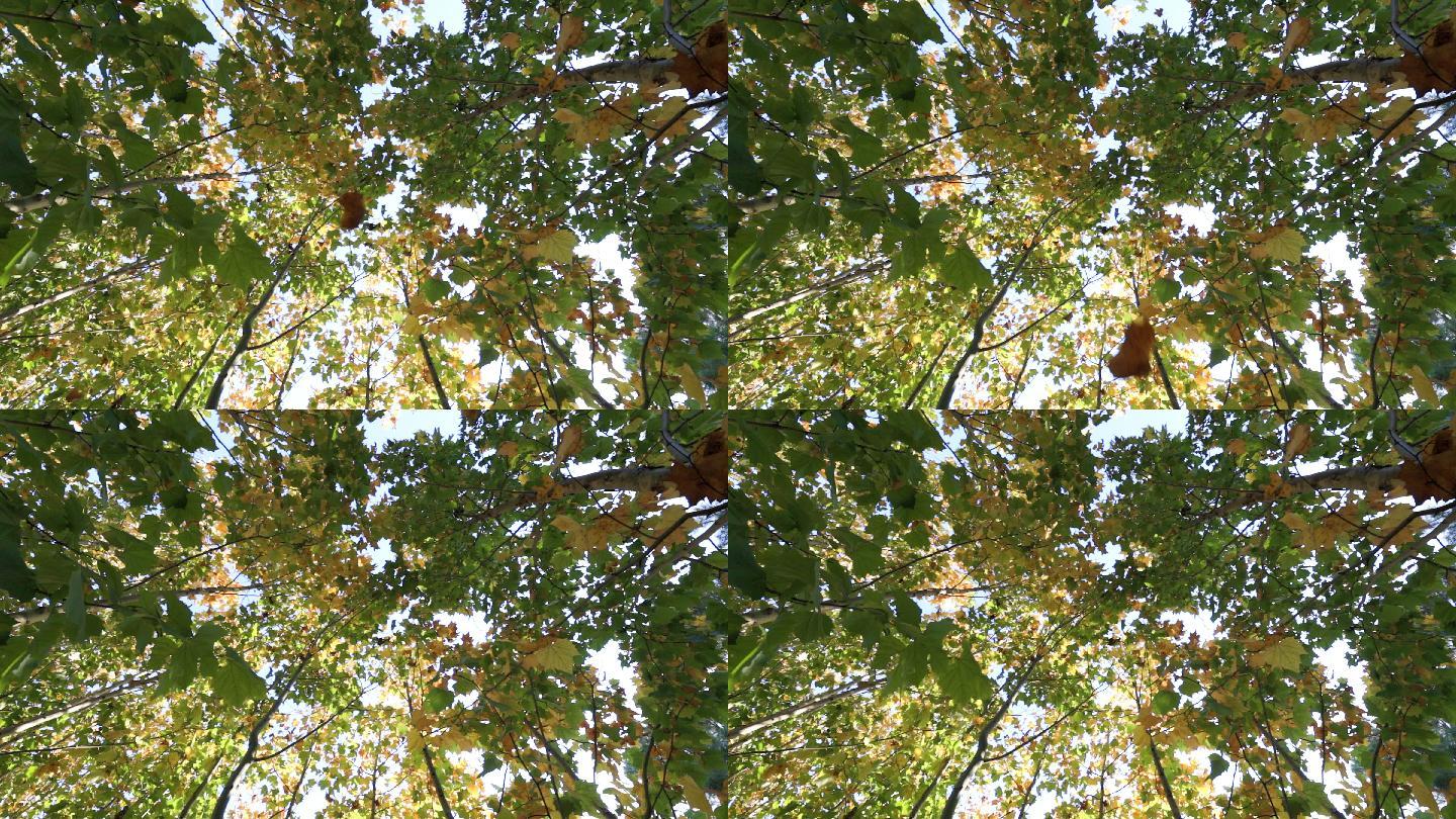 底视角秋天梧桐树叶从树上掉落慢动作