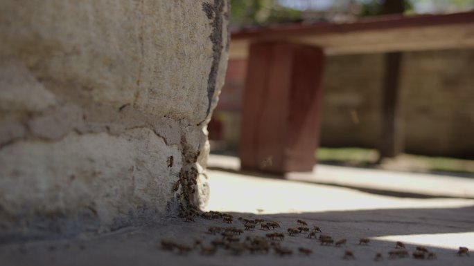 石头缝里的野生蜜蜂