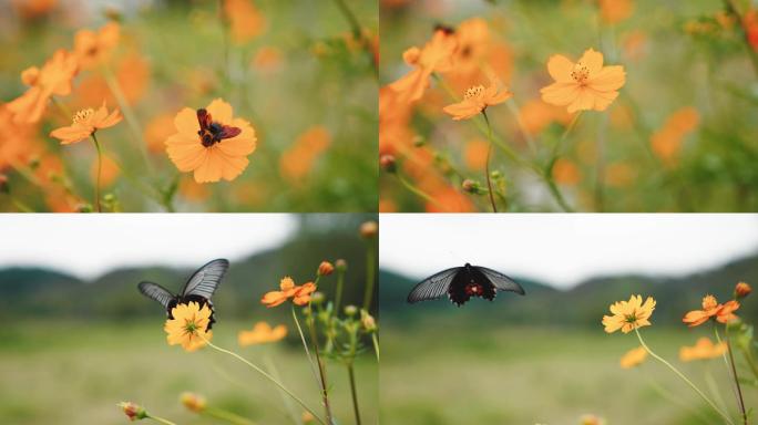 自然中的蜜蜂和蝴蝶与花