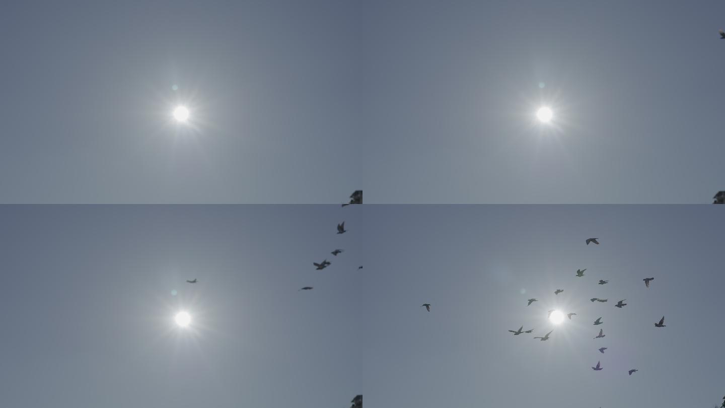 鸽子穿越太阳 镜头一（fx3原素材）