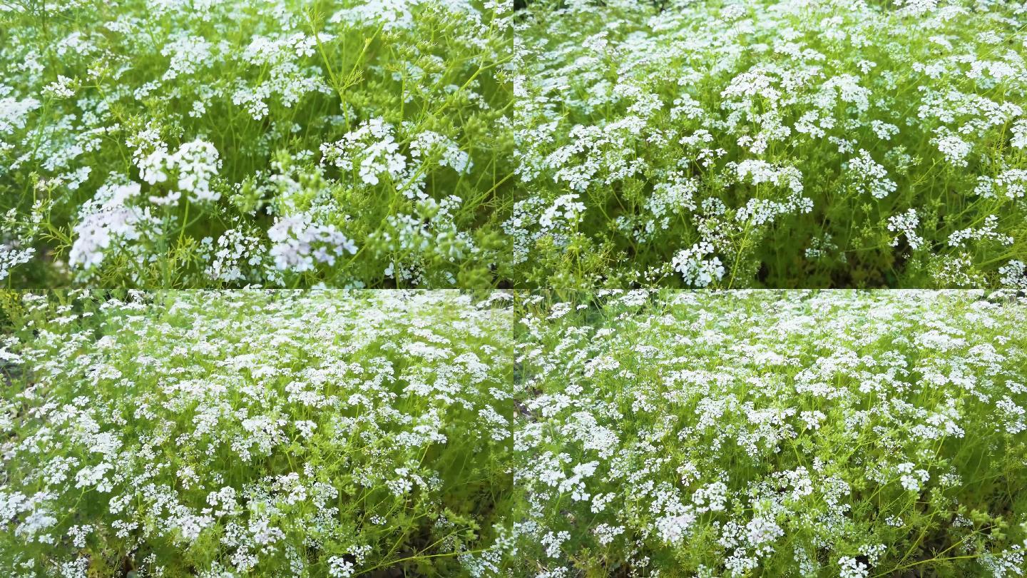 风吹白色的小野花