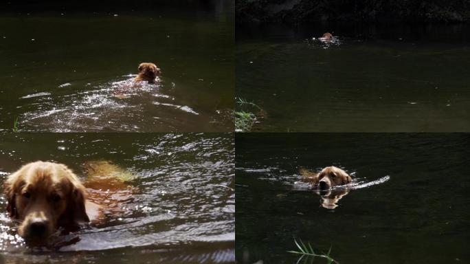 金毛犬游泳