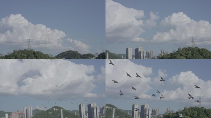 鸽子飞翔 镜头二（fx3原素材）
