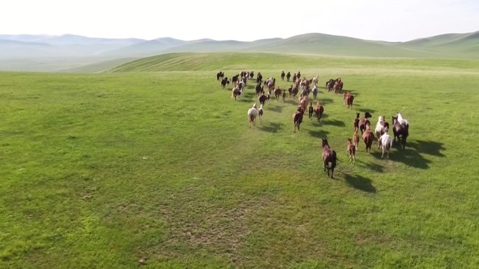 航拍草原上的马群牛群