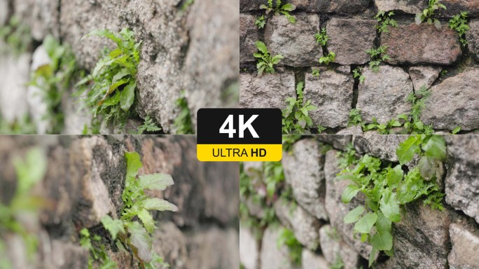 4K砖墙缝植物生长