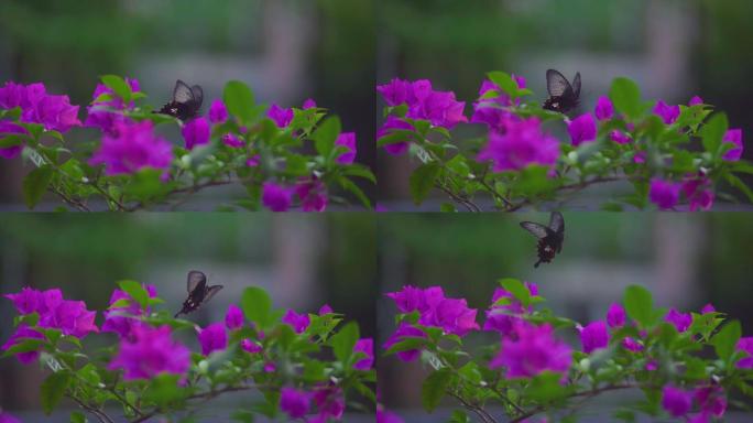 鲜花与蝴蝶升格慢镜头