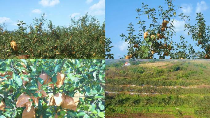 苹果园，套袋苹果