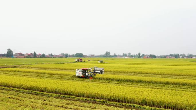 4K农民丰收航拍水稻收割机收割秸秆