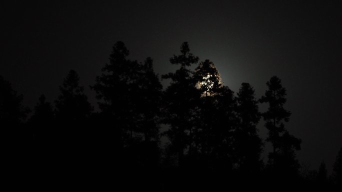 超长4K实拍月亮升起在树后素材54秒