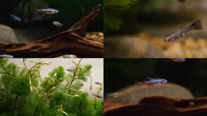 【4K】静谧世界水族缸里活泼的小鱼小虾