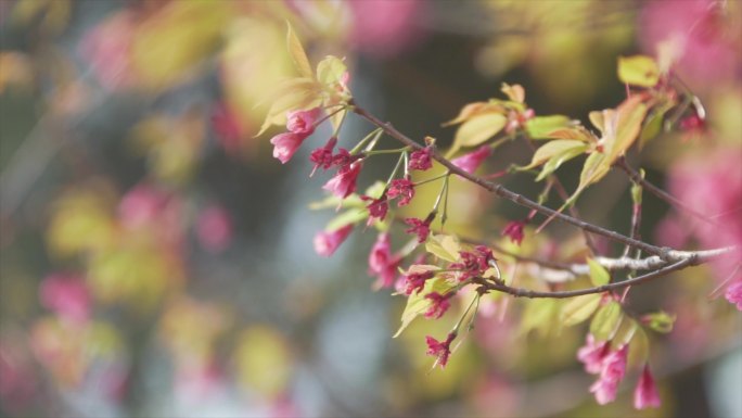 野樱花