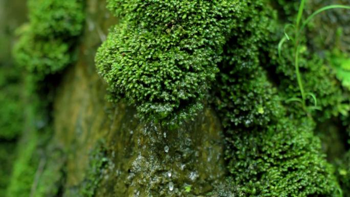 高山苔藓水滴泉水饮用水源地