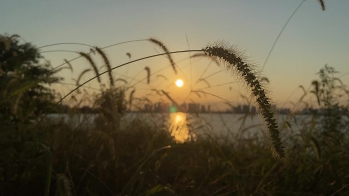 夕阳下湖边的狗尾巴草生活写意镜头