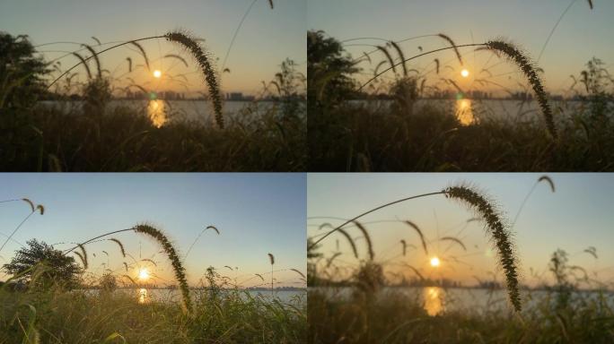 夕阳下湖边的狗尾巴草生活写意镜头