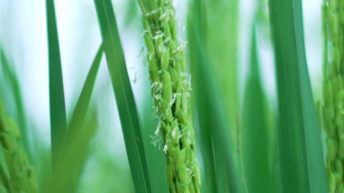 水稻开花-成熟