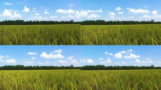 蓝天白云金黄色水稻田延时