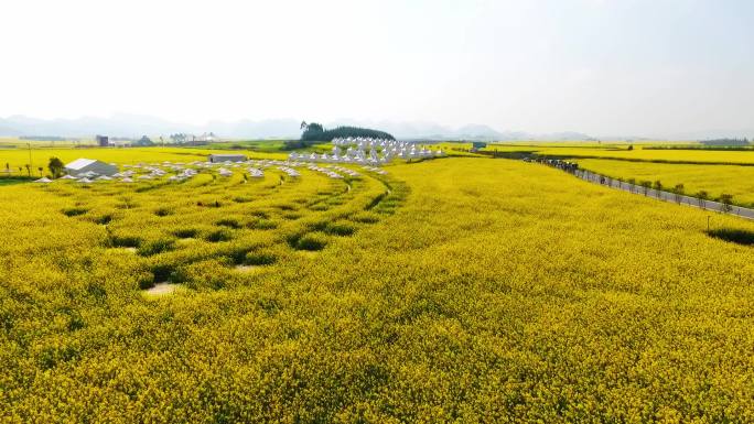 油菜花露营地