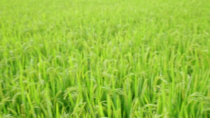 稻田 阳光  自然环境 农业