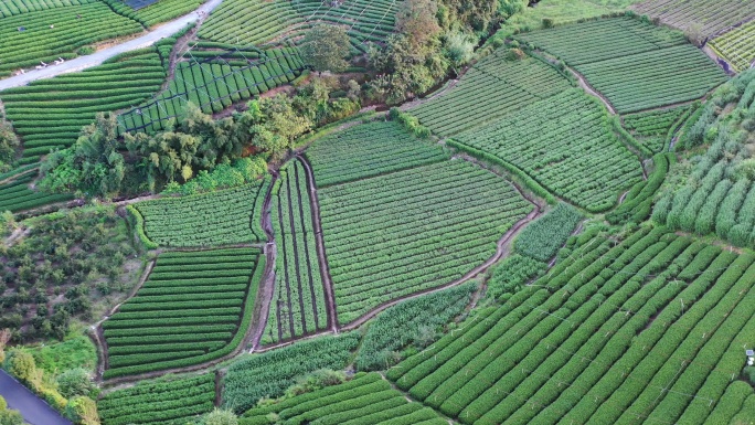 松阳县大木山茶园夏季风光