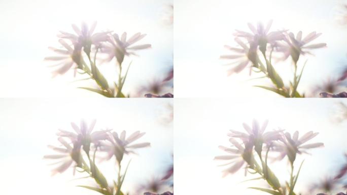 丁达尔光线下的小菊花
