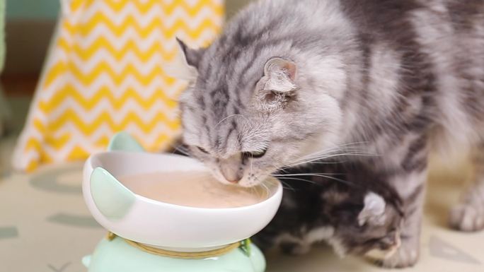 猫咪喝猫羊奶饮料素材